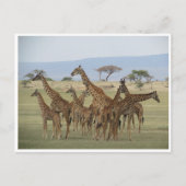 giraferverzameling briefkaart (Voorkant)