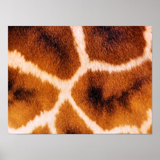 GIRAFES POSTER (Voorkant)