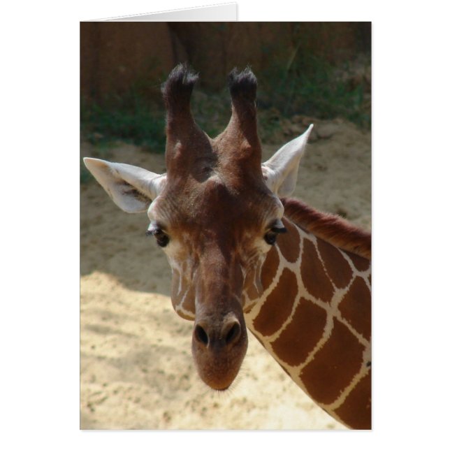 Giraffe (Voorkant)