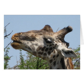 Giraffe