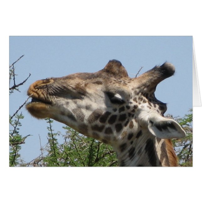 Giraffe (Voorkant Horizontaal)