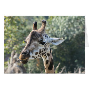 Giraffe
