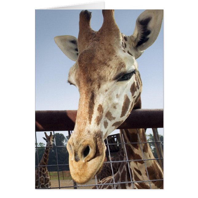 Giraffe (Voorkant)