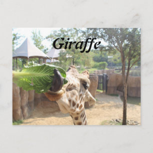 Giraffe # 12 briefkaart