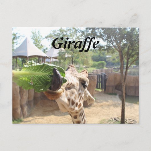 Giraffe # 12 briefkaart (Voorkant)