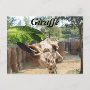 Giraffe # 14 briefkaart