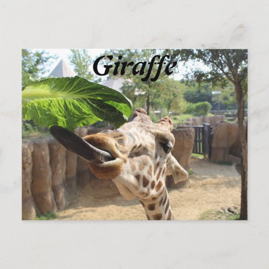 Giraffe # 14 briefkaart (Voorkant)