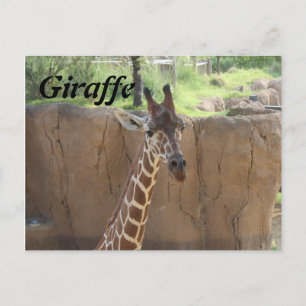 Giraffe # 15 briefkaart