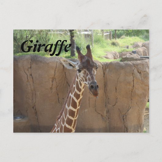 Giraffe # 15 briefkaart (Voorkant)