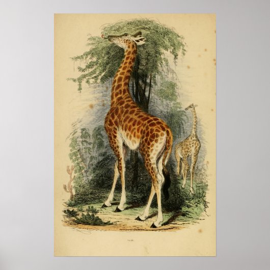 Giraffe (1849) poster (Voorkant)