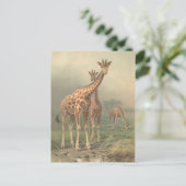  Giraffe 1894 AfdrukAfrikaanse platen Briefkaart (Staand voorkant)