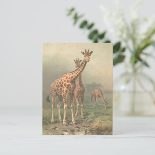 Giraffe 1894 AfdrukAfrikaanse platen Briefkaart (Staand voorkant)