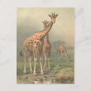 Giraffe 1894 AfdrukAfrikaanse platen Briefkaart