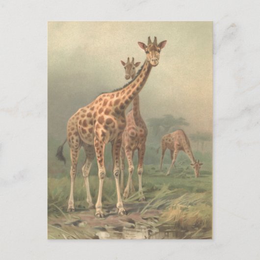  Giraffe 1894 AfdrukAfrikaanse platen Briefkaart (Voorkant)