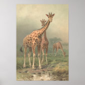  Giraffe 1894 AfdrukAfrikaanse platen Poster (Voorkant)