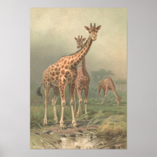  Giraffe 1894 AfdrukAfrikaanse platen Poster