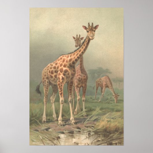  Giraffe 1894 AfdrukAfrikaanse platen Poster (Voorkant)