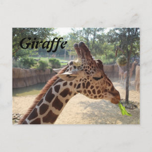 Giraffe # 18 briefkaart