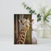 Giraffe 2013 Agenda Foto Briefkaart (Staand voorkant)