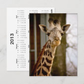 Giraffe 2013 Agenda Foto Briefkaart (Voorkant / Achterkant)