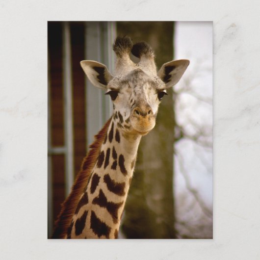 Giraffe 2013 Agenda Foto Briefkaart (Voorkant)
