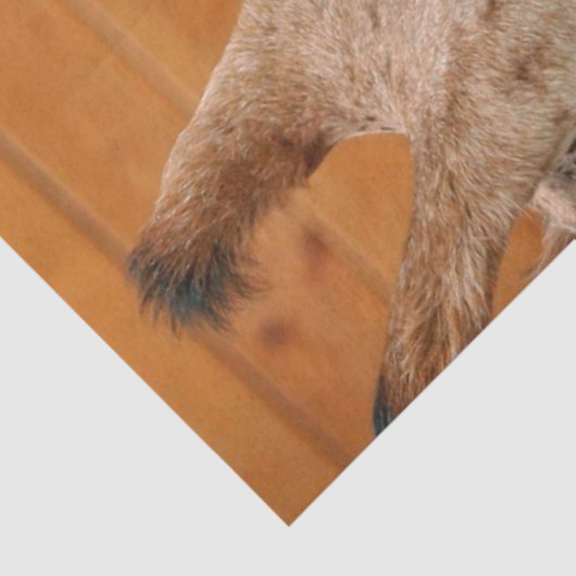 Giraffe_20151101_by_JAMFoto Tissuepapier (Detail)