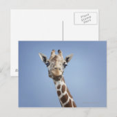 GIRAFFE 2 BRIEFKAART (Voorkant / Achterkant)
