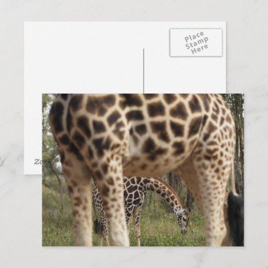 GIRAFFE 2 BRIEFKAART (Voorkant / Achterkant)