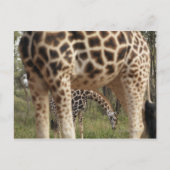 GIRAFFE 2 BRIEFKAART (Voorkant)