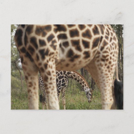 GIRAFFE 2 BRIEFKAART (Voorkant)