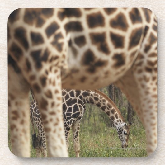 Giraffe 2 drankjes onderzetter (Voorkant)