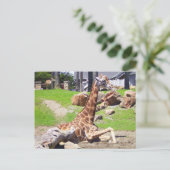 GIRAFFE 3 BRIEFKAART (Staand voorkant)
