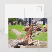 GIRAFFE 3 BRIEFKAART (Voorkant / Achterkant)