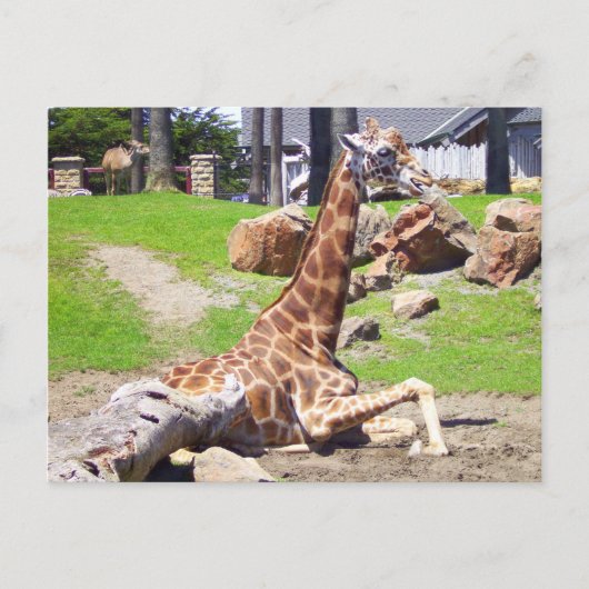GIRAFFE 3 BRIEFKAART (Voorkant)