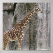 Giraffe 3 poster (Voorkant)