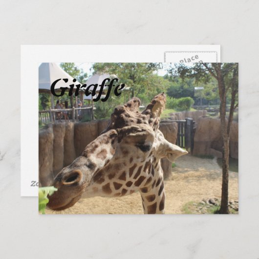GIRAFFE # 4 BRIEFKAART (Voorkant / Achterkant)