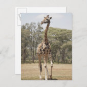 GIRAFFE 5 BRIEFKAART (Voorkant / Achterkant)