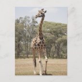GIRAFFE 5 BRIEFKAART (Voorkant)