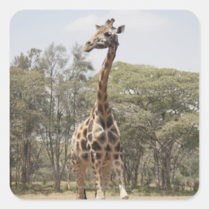 GIRAFFE 5 VIERKANTE STICKER
