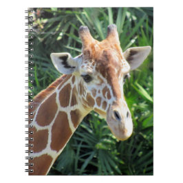 Giraffe - 6,5 x 8,75 Notitieboek