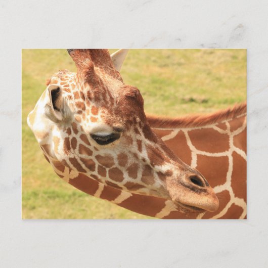 Giraffe #6 briefkaart (Voorkant)