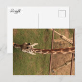 Giraffe #8 briefkaart (Voorkant / Achterkant)
