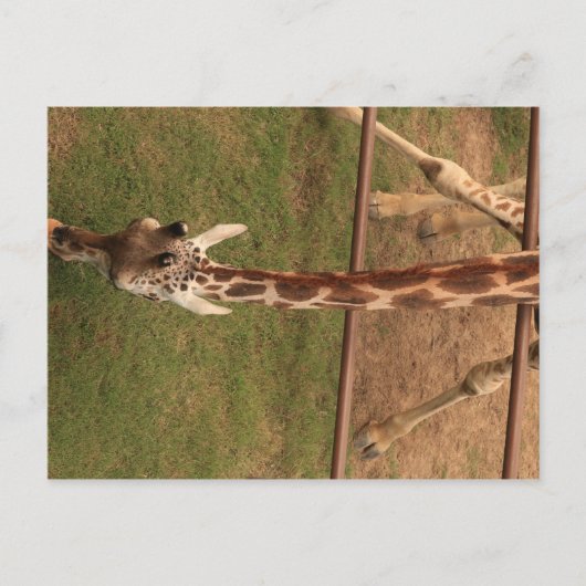Giraffe #8 briefkaart (Voorkant)