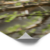 Giraffe aan vertakkingen van Acacia Poster (Hoek)