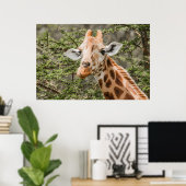 Giraffe aan vertakkingen van Acacia Poster (Thuiskantoor)