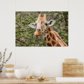 Giraffe aan vertakkingen van Acacia Poster (Keuken)