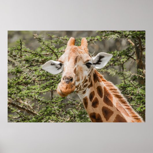 Giraffe aan vertakkingen van Acacia Poster (Voorkant)