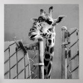 Giraffe achter fence Black & White-foto Poster (Voorkant)