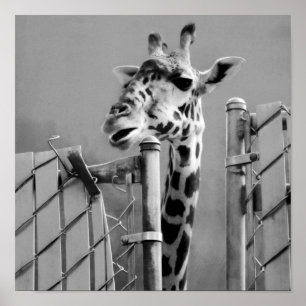 Giraffe achter fence Black & White-foto Poster