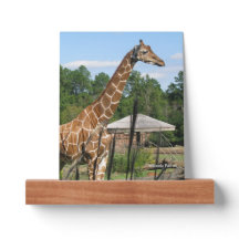 Giraffe Afbeelding Ledge